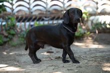 TOBIAS, Hund, Dackel-Mix in Ungarn - Bild 3