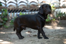 TOBIAS, Hund, Dackel-Mix in Ungarn - Bild 6