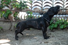 TOBIAS, Hund, Dackel-Mix in Ungarn - Bild 7