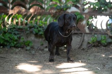 TOBIAS, Hund, Dackel-Mix in Ungarn - Bild 8