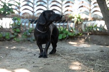 TOBIAS, Hund, Dackel-Mix in Ungarn - Bild 9