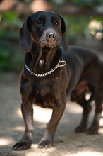 TOBIAS, Hund, Dackel Mischling in Ungarn
