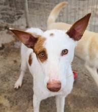 NEO, Hund, Podenco in Spanien