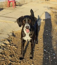 KIBUCK, Hund, Mischlingshund in Spanien