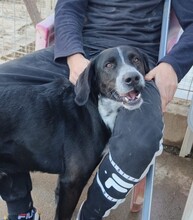 KIBUCK, Hund, Mischlingshund in Spanien - Bild 2