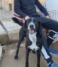 KIBUCK, Hund, Mischlingshund in Spanien - Bild 3