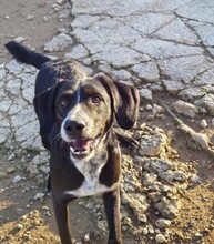 KIBUCK, Hund, Mischlingshund in Spanien - Bild 4