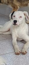 LANA, Hund, Mischlingshund in Italien - Bild 2