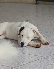 LANA, Hund, Mischlingshund in Italien - Bild 3
