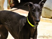 BALA2, Hund, Galgo Español in Spanien - Bild 1