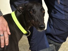 BALA2, Hund, Galgo Español in Spanien - Bild 10