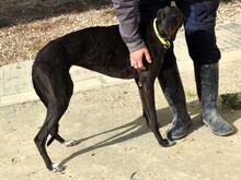 BALA2, Hund, Galgo Español in Spanien - Bild 11
