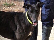 BALA2, Hund, Galgo Español in Spanien - Bild 12