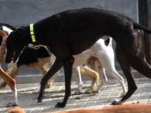 BALA2, Hund, Galgo Español in Spanien - Bild 13
