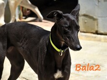 BALA2, Hund, Galgo Español in Spanien - Bild 14