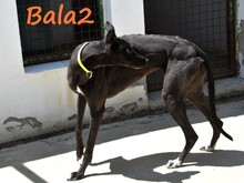 BALA2, Hund, Galgo Español in Spanien - Bild 15