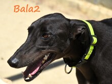 BALA2, Hund, Galgo Español in Spanien - Bild 16