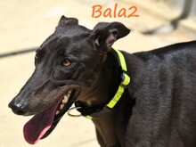 BALA2, Hund, Galgo Español in Spanien - Bild 2