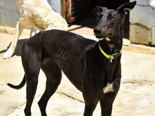 BALA2, Hund, Galgo Español in Spanien - Bild 3