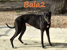BALA2, Hund, Galgo Español in Spanien - Bild 4
