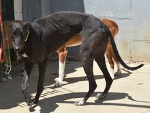BALA2, Hund, Galgo Español in Spanien - Bild 5