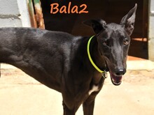 BALA2, Hund, Galgo Español in Spanien - Bild 6
