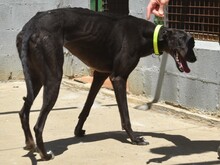 BALA2, Hund, Galgo Español in Spanien - Bild 7