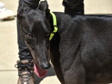 BALA2, Hund, Galgo Español in Spanien - Bild 8