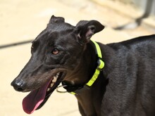 BALA2, Hund, Galgo Español in Spanien - Bild 9