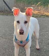 TEMU, Hund, Podenco in Spanien