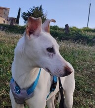 TEMU, Hund, Podenco in Spanien - Bild 2