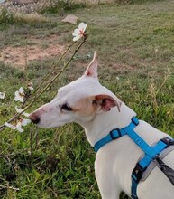 TEMU, Hund, Podenco in Spanien - Bild 3