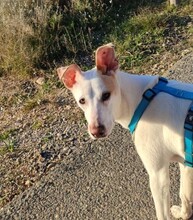 TEMU, Hund, Podenco in Spanien - Bild 4
