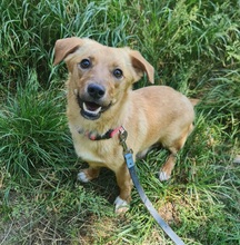 ALMA, Hund, Mischlingshund in Italien - Bild 1