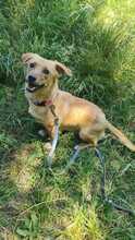 ALMA, Hund, Mischlingshund in Italien - Bild 2