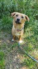 ALMA, Hund, Mischlingshund in Italien - Bild 3