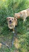 ALMA, Hund, Mischlingshund in Italien - Bild 4