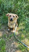 ALMA, Hund, Mischlingshund in Italien - Bild 5
