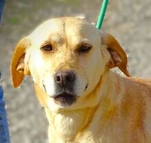 KELLY, Hund, Mischlingshund in Rumänien - Bild 1
