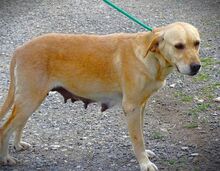 KELLY, Hund, Mischlingshund in Rumänien - Bild 2