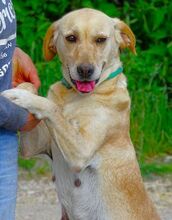 KELLY, Hund, Mischlingshund in Rumänien - Bild 3