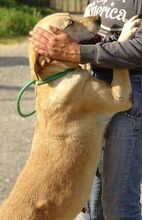 KELLY, Hund, Mischlingshund in Rumänien - Bild 5