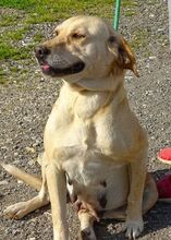 KELLY, Hund, Mischlingshund in Rumänien - Bild 7