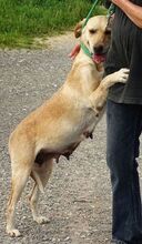 KELLY, Hund, Mischlingshund in Rumänien - Bild 8
