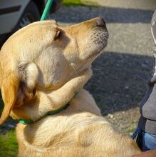 KELLY, Hund, Mischlingshund in Rumänien - Bild 9