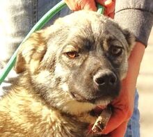 NODI, Hund, Mischlingshund in Rumänien - Bild 1