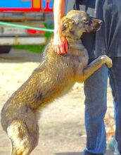 NODI, Hund, Mischlingshund in Rumänien - Bild 2