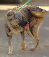 NODI, Hund, Mischlingshund in Rumänien - Bild 3