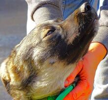 NODI, Hund, Mischlingshund in Rumänien - Bild 4
