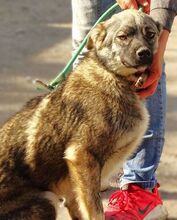 NODI, Hund, Mischlingshund in Rumänien - Bild 5
